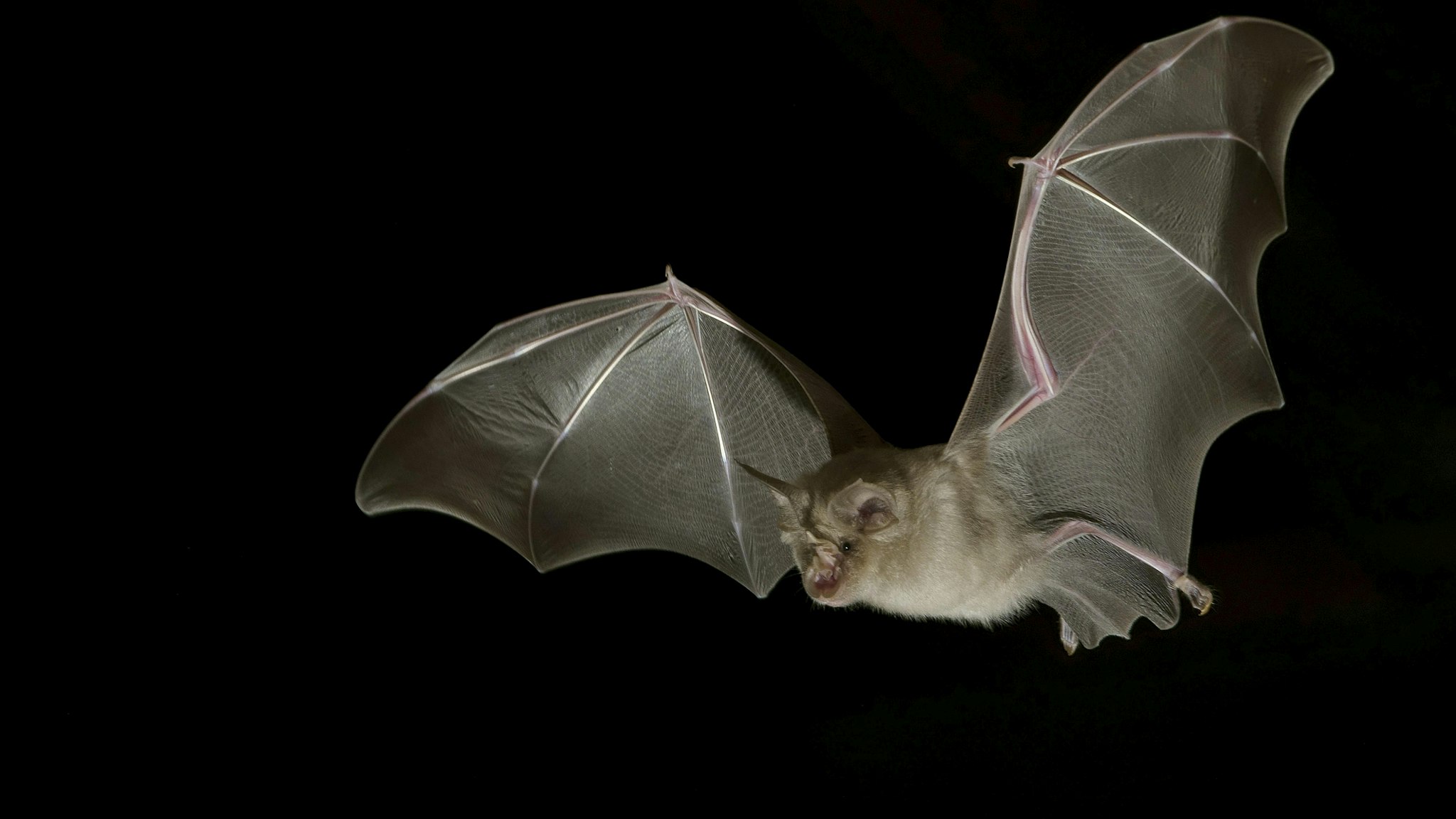 Greater horseshoe bat (Rhinolophus ferrumequinum) in flight at night, Luxembourg