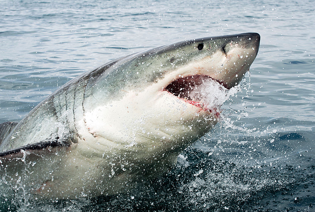 More Than A Dozen Sharks Test Positive For Cocaine