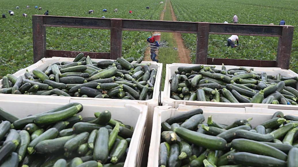 FLORIDA: Mountains Of Unsold Vegetables ‘Rot In The Sun’ Due To Restaurant Closures