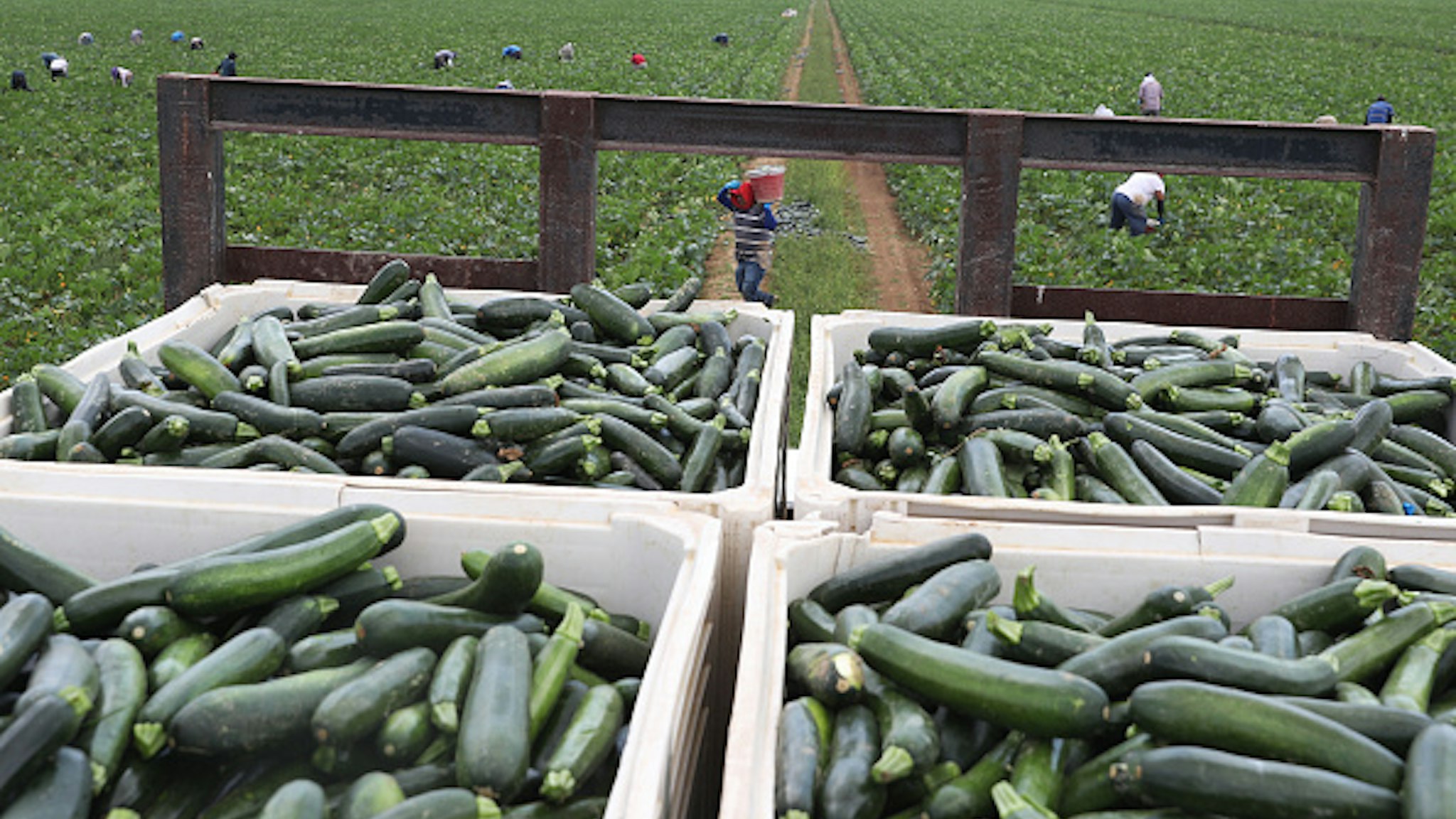 FLORIDA CITY, FLORIDA - APRIL 01: Farm workers harvest zucchini on the Sam Accursio &amp; Son's Farm on April 01, 2020 in Florida City, Florida. Sergio Martinez, a harvest crew supervisor, said that the coronavirus pandemic has caused them "to have to throw crops away due to less demand for produce in stores and restaurants. The farm workers who are essential to providing food for homebound families are worried that if the restaurants stay closed and peoples changed grocery store habits continue they would be out of work with no work for the near future."