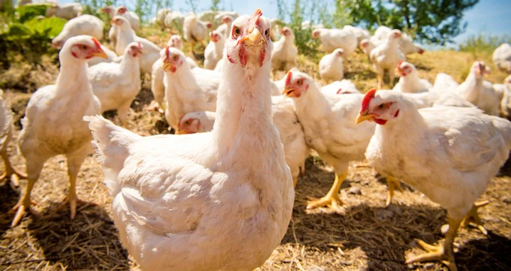 At a farm in Montana, free-range chickens enjoy their freedom. The chickens have white feathers and red combs.