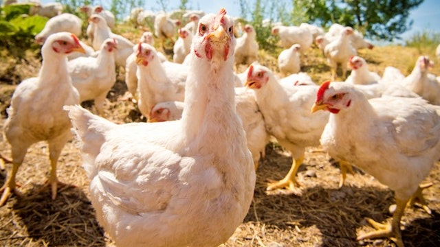 At a farm in Montana, free-range chickens enjoy their freedom. The chickens have white feathers and red combs.