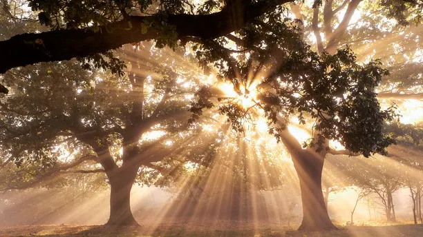 Sunlight Destroys Coronavirus Quickly On Surfaces, Unpublished Government Study Finds