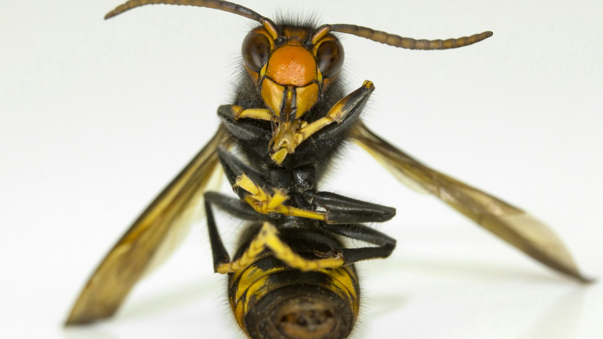 The Asian wasp is a species of wasp of the Vespid family native to Southeast Asia. This wasp, like others of its kind, feeds on insects, but also on bees, although this species is more aggressive than others.