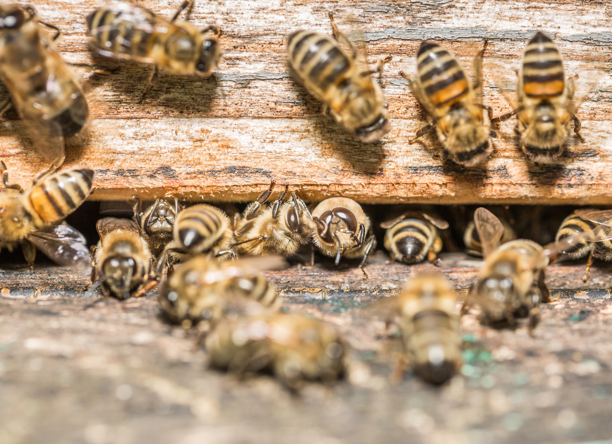 Bees at a beehive - stock photo