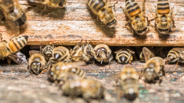 Bees at a beehive - stock photo