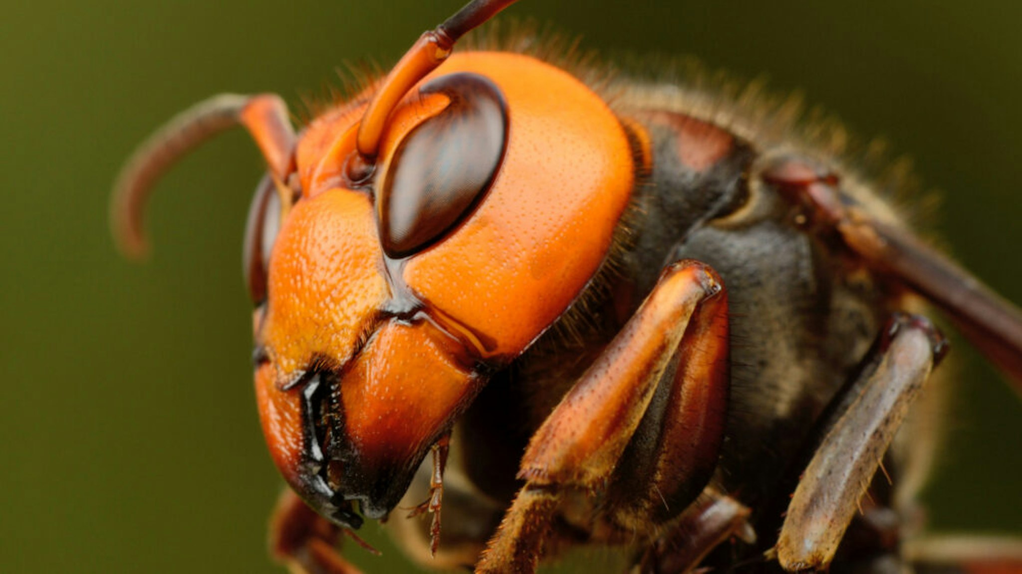 Close-up of Japanese giant hornet.
