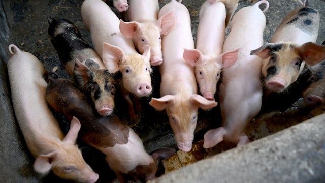Hogs look on from their pen at a pig farm in Denpasar, Indonesia's Bali island on February 5, 2020. - Hundreds of pigs have died from African swine fever in Bali, marking the Indonesian holiday island's first recorded outbreak, authorities said February 5, after the illness claimed some 30,000 hogs in Sumatra. (Photo by SONNY TUMBELAKA / AFP) (Photo by SONNY TUMBELAKA/AFP via Getty Images)