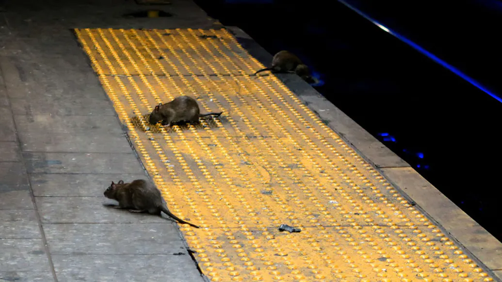 CDC Warns Of ‘Aggressive’ Rats In Lockdown-Linked Rodent Control Guidance