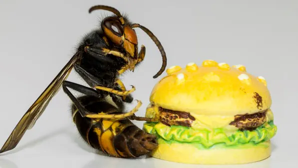 WATCH: Giant Hornet Now Invading U.S. Kills Mouse In Less Than A Minute