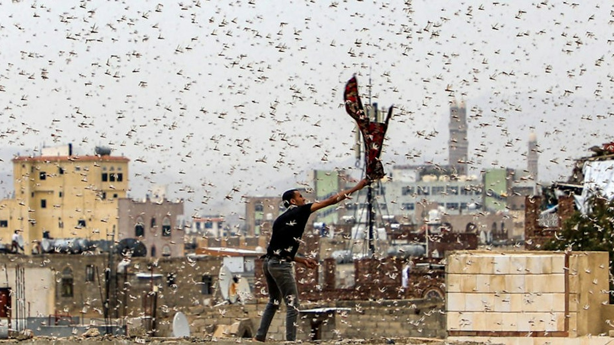TOPSHOT - A man tries to catch locusts while standing on a rooftop as they swarm over the Huthi rebel-held Yemeni capital Sanaa on July 28, 2019. (Photo by Mohammed HUWAIS / AFP) (Photo credit should read