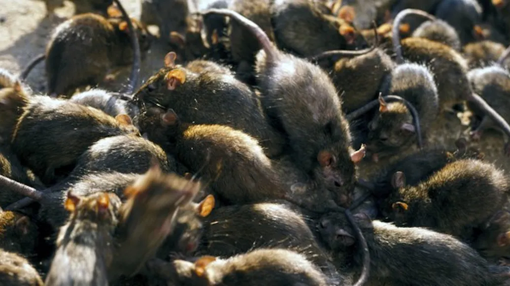 Forget The Murder Hornets. Beware The Cannibal Rats.