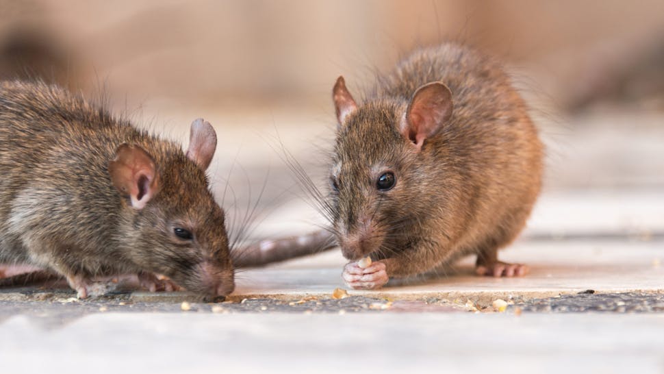 A rat eating seeds in Karni Mata temple, India.