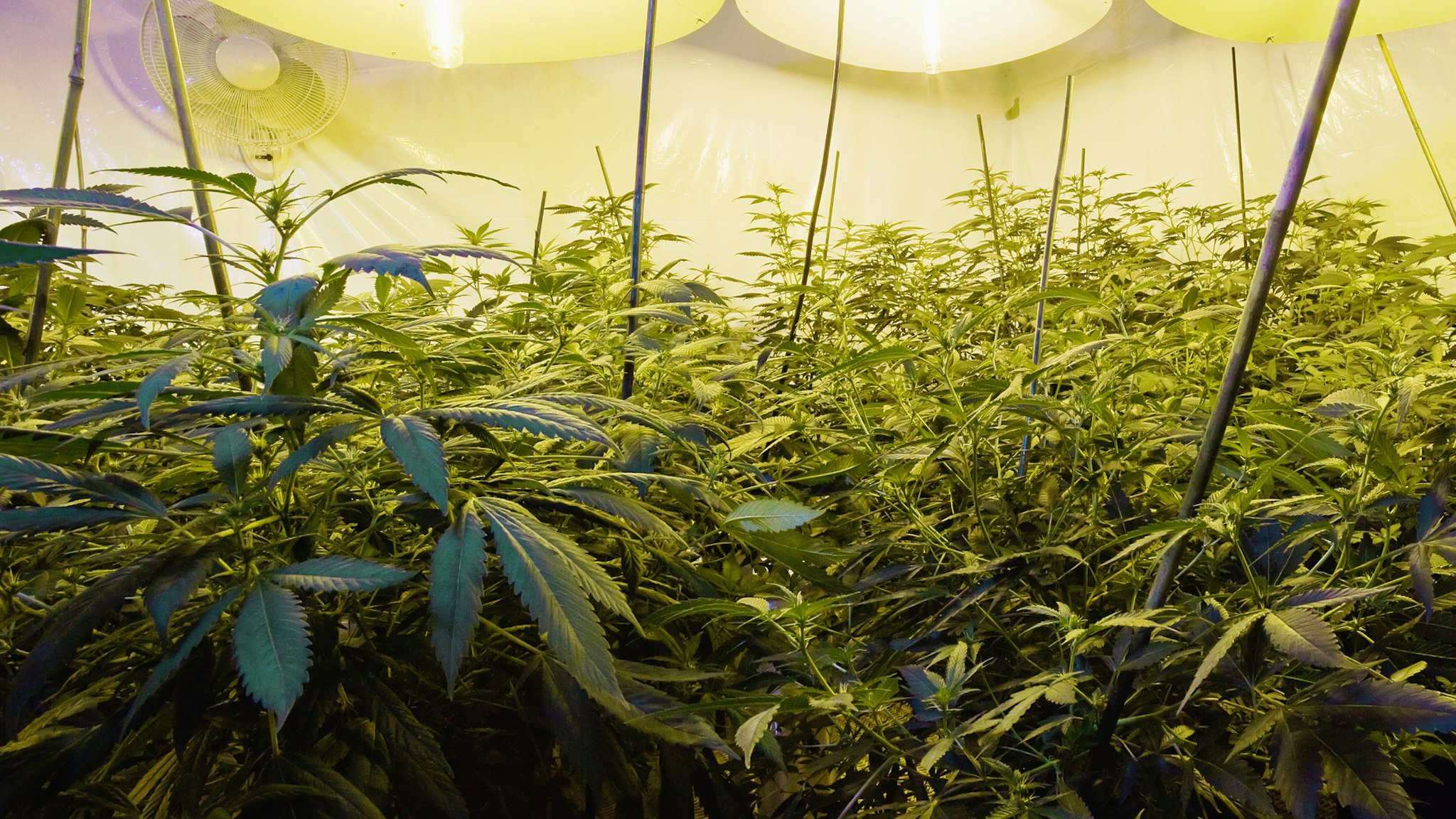 Medical marijuana cultivation - stock photo