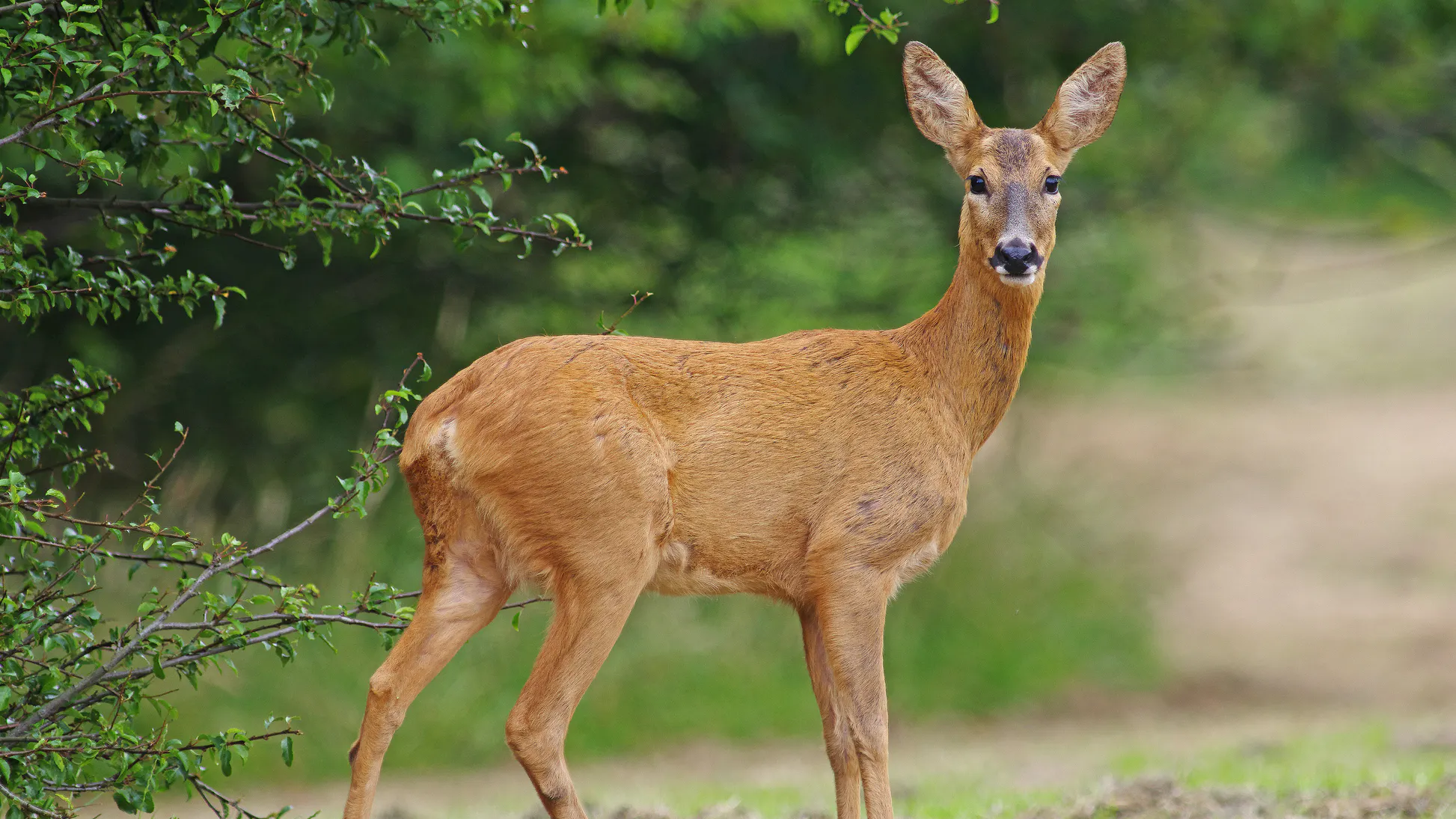 Deer Injures 3 Protesters During Black Lives Matter March In New Jersey