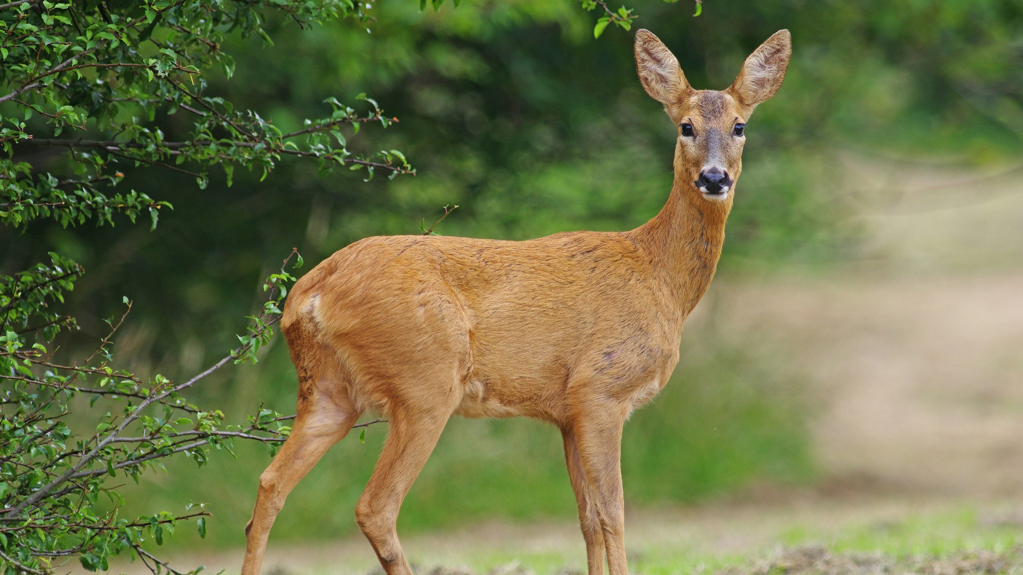 A female Roe Deer [Capreolus capreolus] standing in a clearing on the edge of a wood