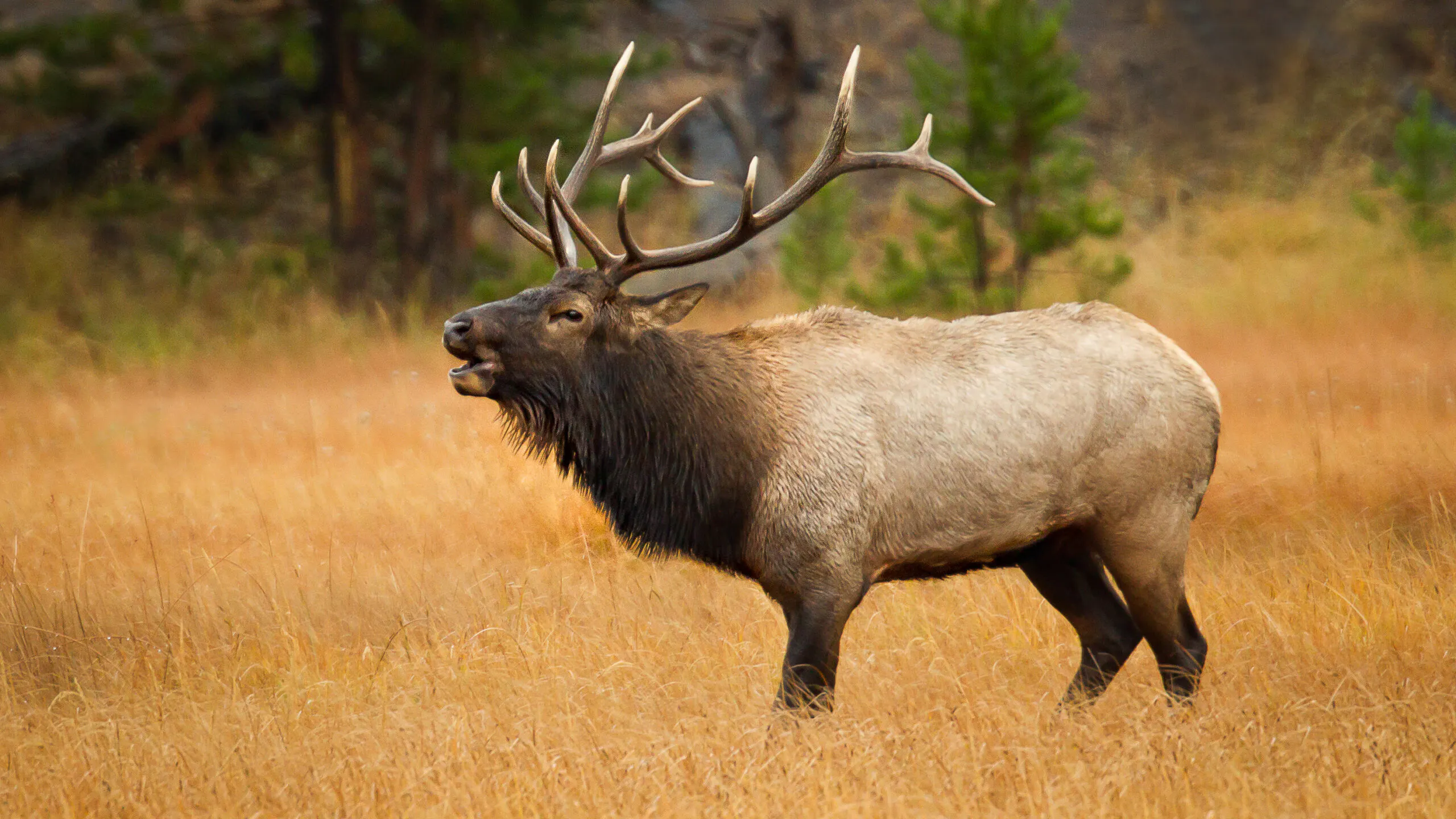 Rioters Destroy Historic 120-Year-Old ‘Elk Fountain’ Statue In Portland
