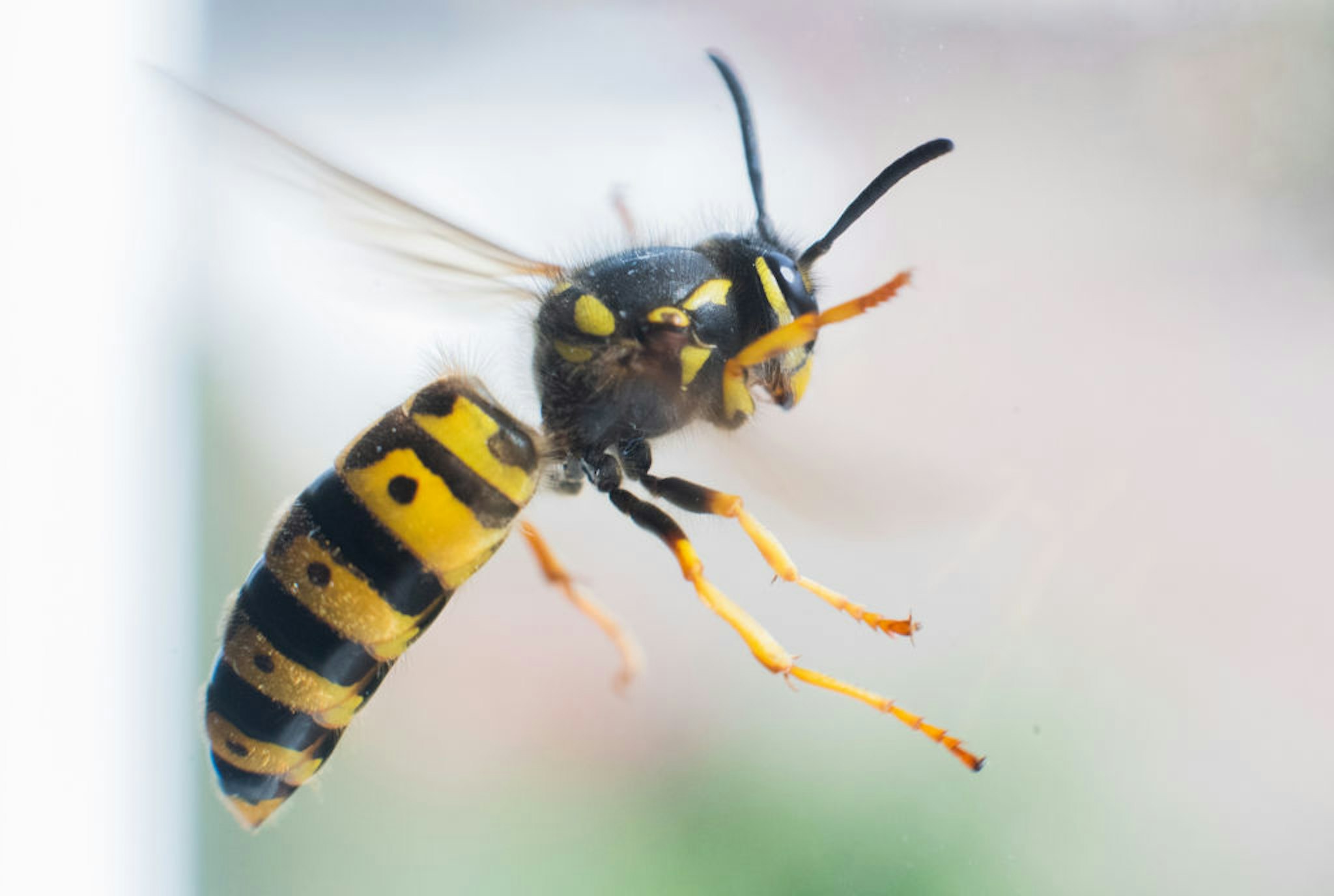 A wasp flies in front of a windowpane.