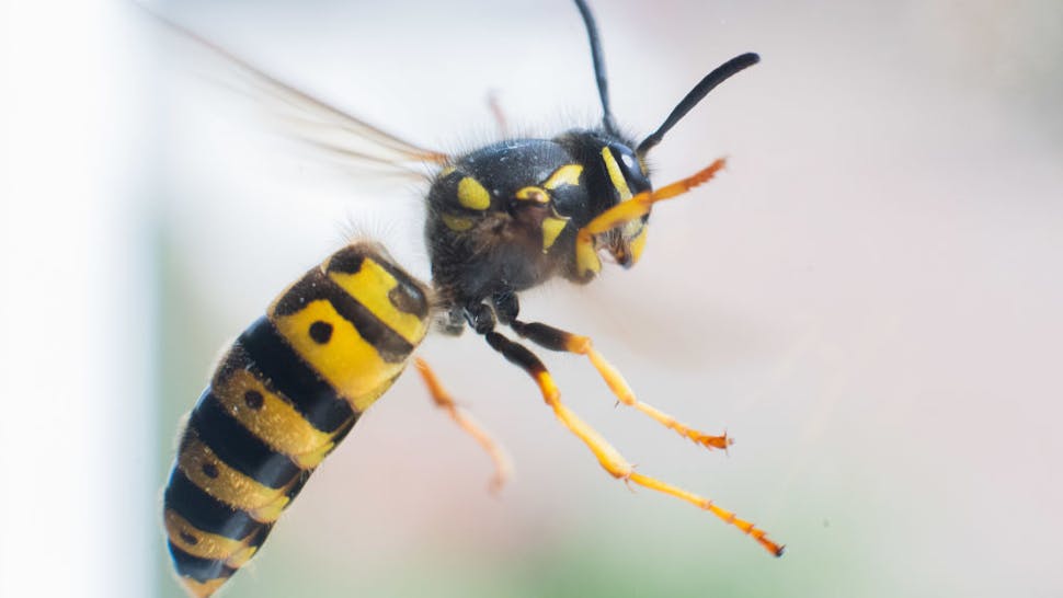 Wasp A wasp flies in front of a windowpane.