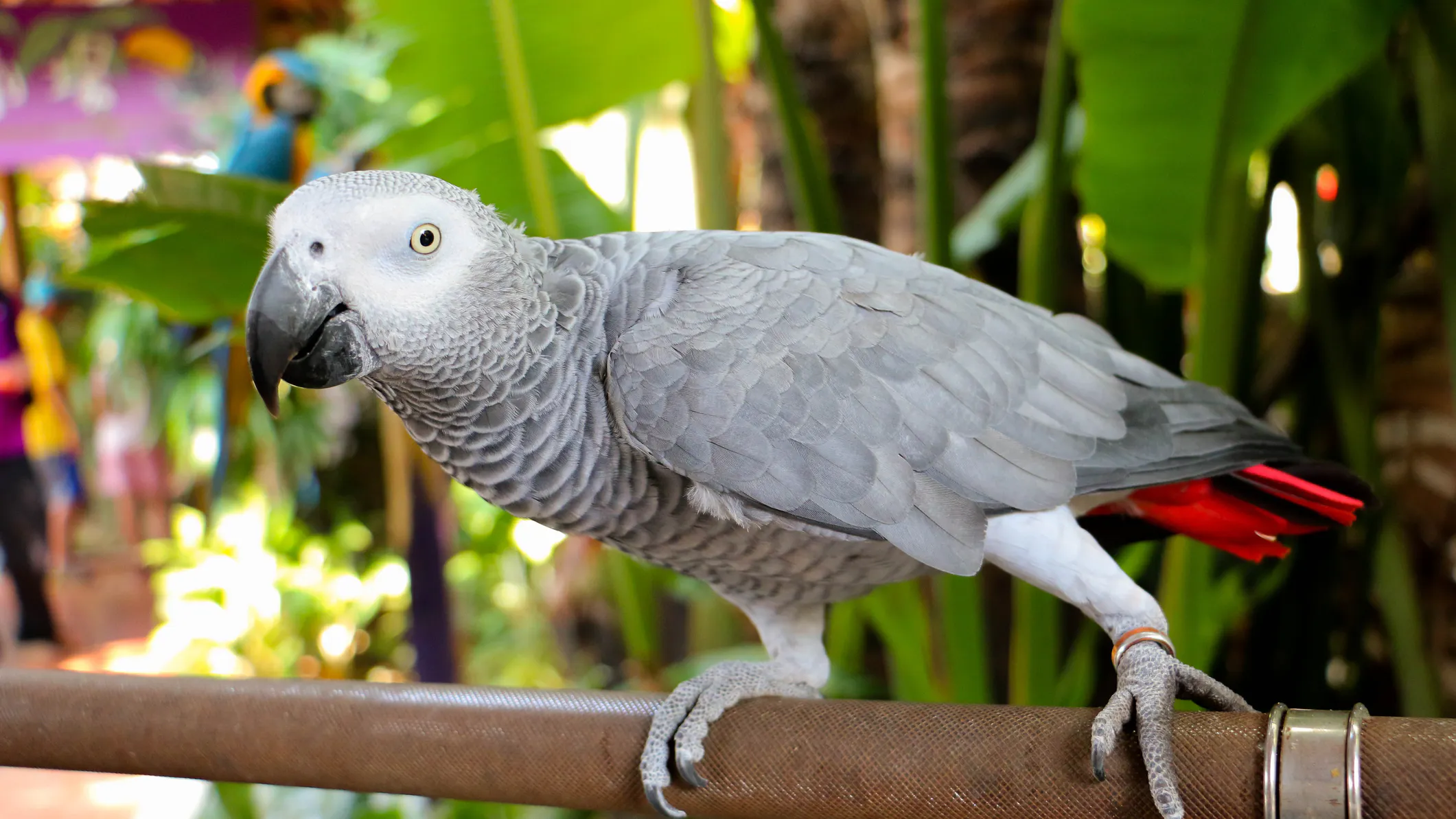 Parrot Beats Harvard Students At Memory Game