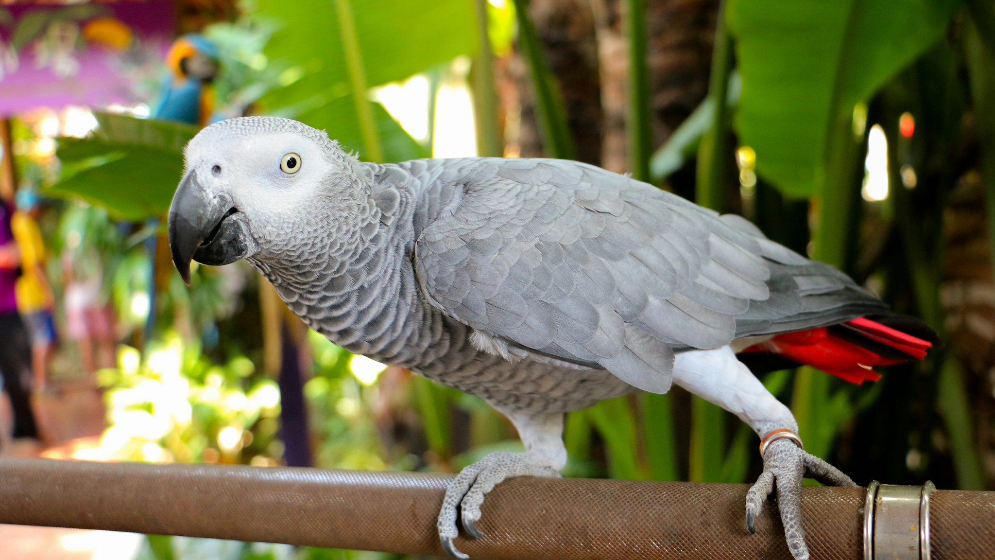 Close-Up Of African Grey Parrot Perching On Pipe By Plants - stock photo