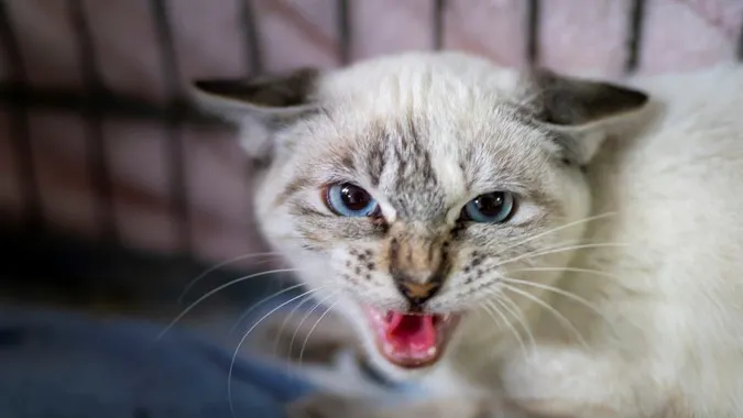 Dead Cat Gets Voter Registration Application In The Mail