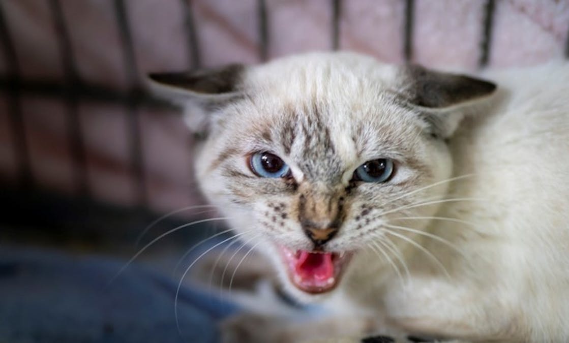 Dead Cat Gets Voter Registration Application In The Mail