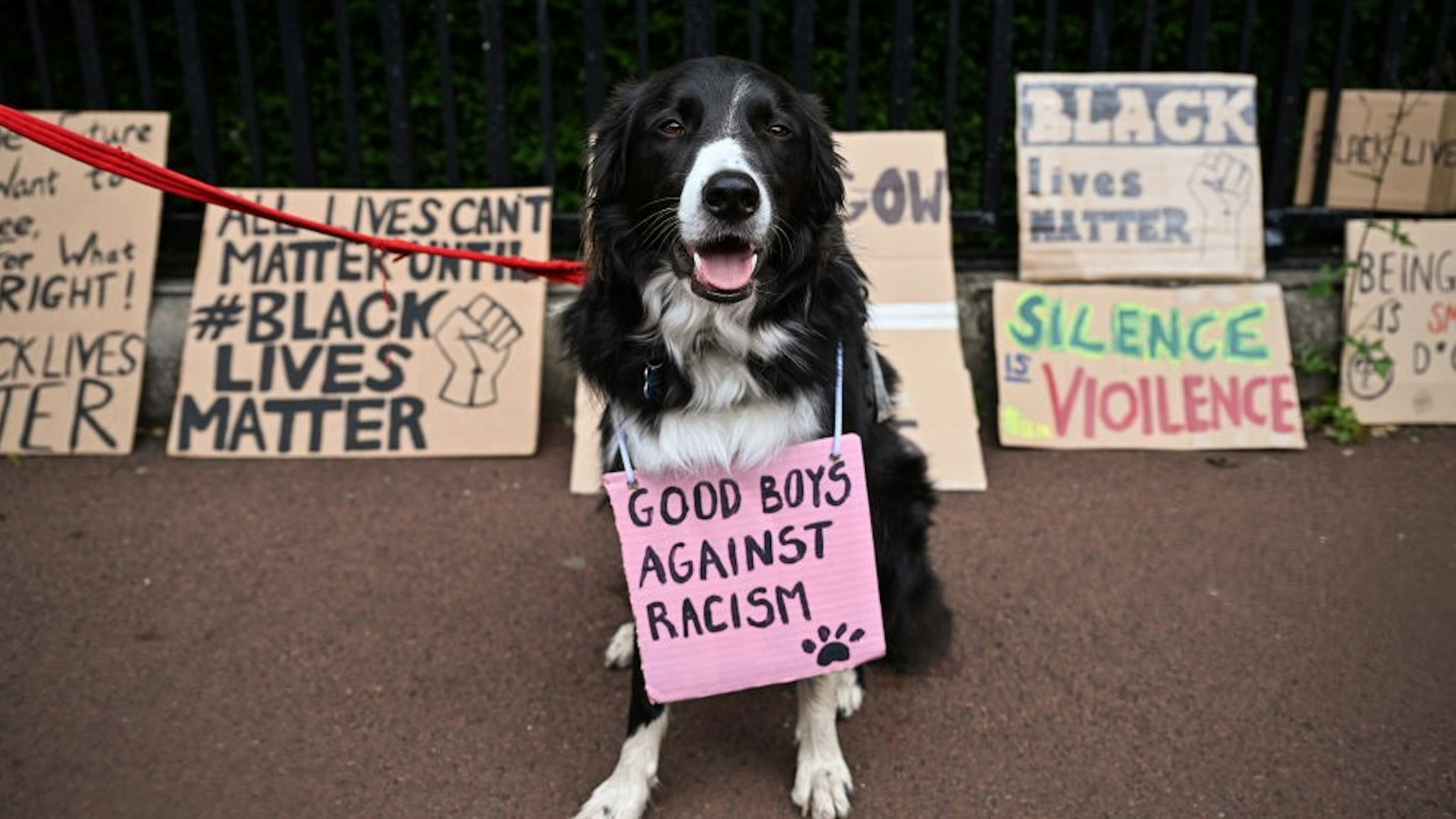 EDINBURGH, SCOTLAND - JUNE 07: A dog wears a sign saying "Good boys against racism" as Black Lives Matter protesters hang their banners on the fence of Holyrood Palace, despite a call by First Minister, Nicola Sturgeon and others to find other forms of protest because of lockdown rules and coronavirus fears on June 7, 2020 in Edinburgh, Scotland.The death of an African-American man, George Floyd, while in the custody of Minneapolis police has sparked protests across the United States, as well as demonstrations of solidarity in many countries around the world. (Photo by