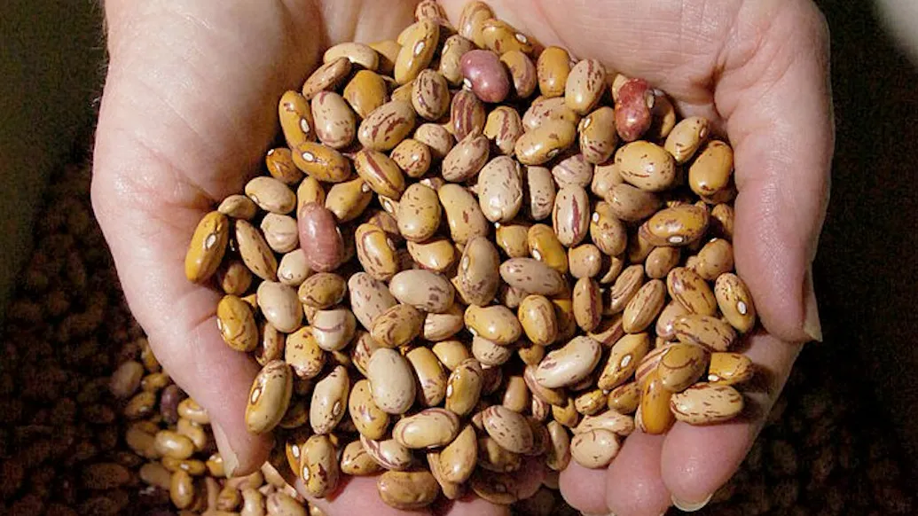 Residents In Multiple States Reportedly Receiving Unsolicited Packets Of Seeds In The Mail From China