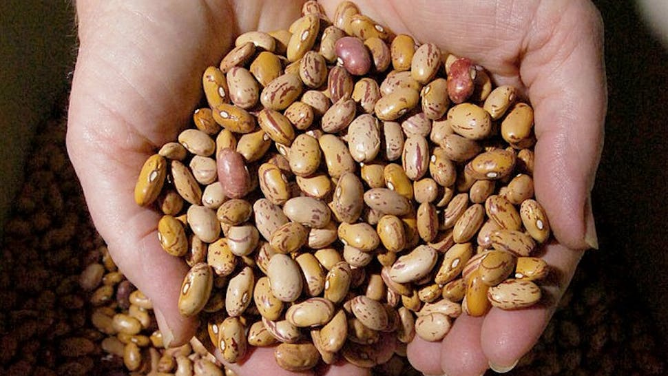 Staff Photo by John Ewing,Friday, January 20, 2006: Bulk containers of seeds are used to make up packets of seeds for sale at Pinetree Garden Seeds in New Glouchester. These bean plant seeds are one of hundreds of garden seeds offered by Pinetree. (Photo by