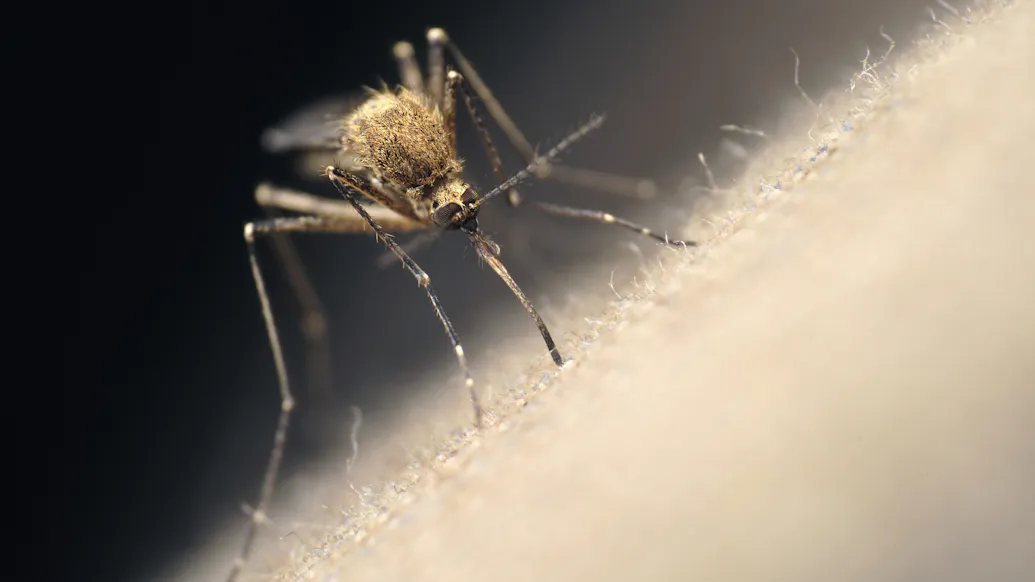 Genetically Modified Mosquitoes To Be Released In Florida Keys