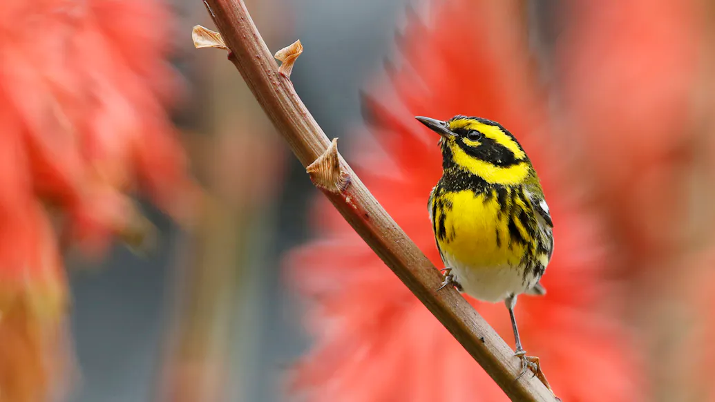 Ornithologists Call For Allegedly Racist Bird Names To Be Changed