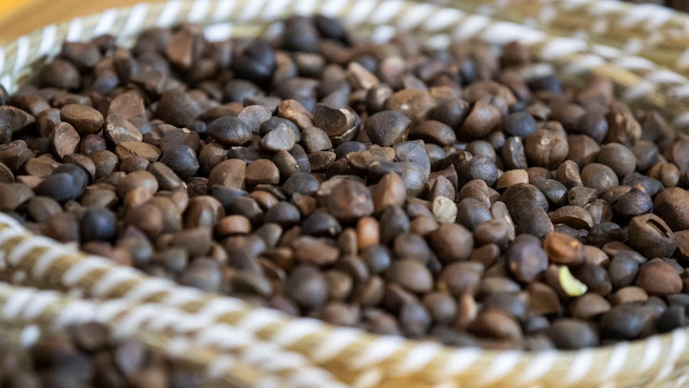 Camellia seed. Xinyang City, Henan Province, China, June 15, 2020.