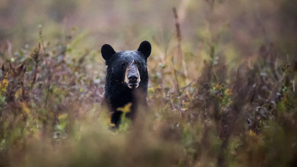 ‘Cruel And Heartless’: Activist Group Offering $5,000 To Find Out Who Put Trump 2020 Sticker On Bear Collar