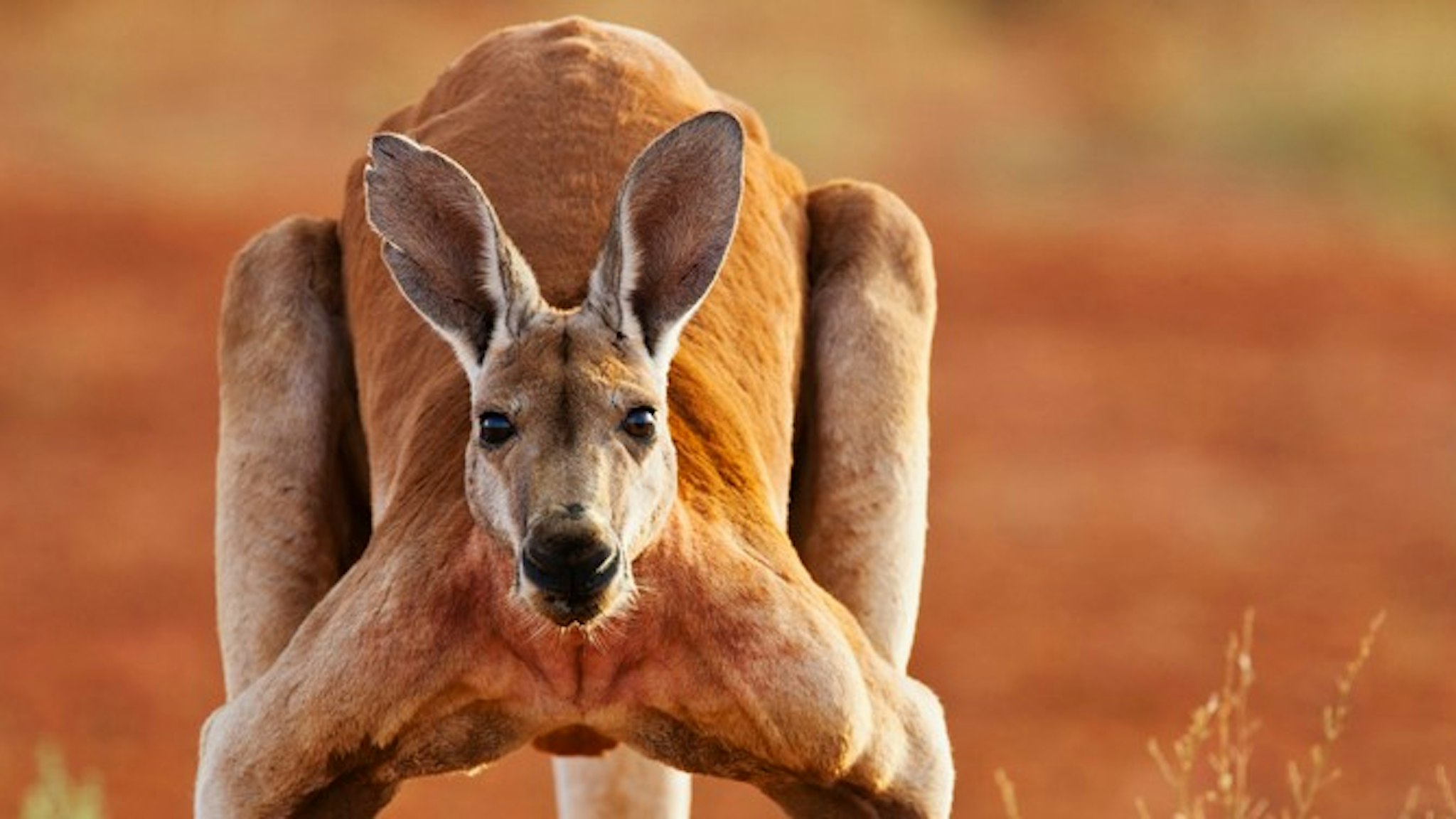 A dominant male red kangaroo,(Macropus rufus) , close-up,portrait, Sturt Stony Desert, Australia