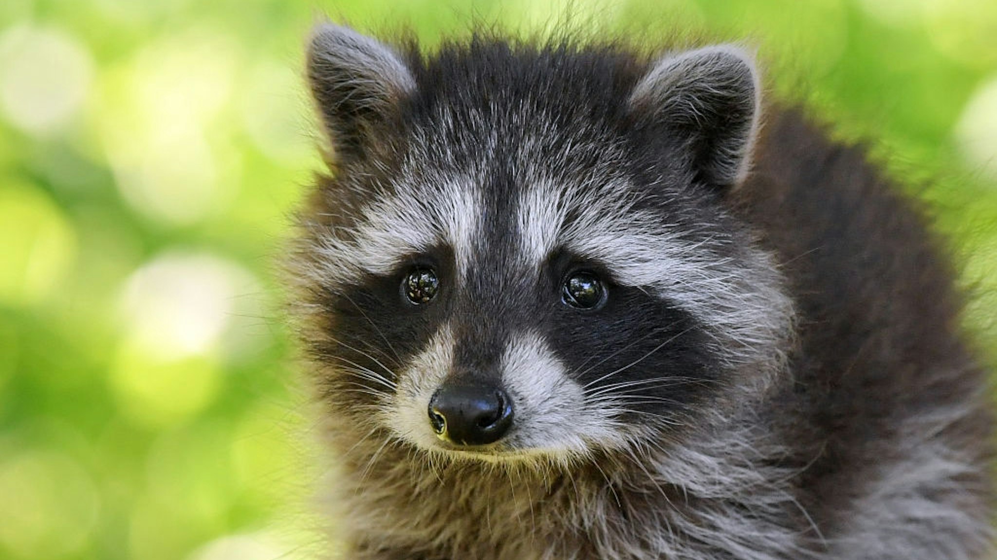 06 June 2019, Brandenburg, Sieversdorf: A young raccoon (Procyon lotor) explores a garden. Already for some days this small nocturnal journeyman strays over properties in the village. Photo: Patrick Pleul/dpa-Zentralbild/ZB (Photo by Patrick Pleul/picture alliance via Getty Images)