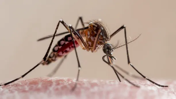 Now There Are Killer Mosquitoes?! Can 2020 Get Any Worse?