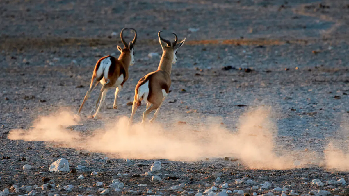 WILLIAMS: Racial Deception