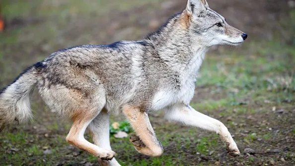 Trump Condemns ‘Coyotes’ On The Southern Border; Progressives Take Him Literally