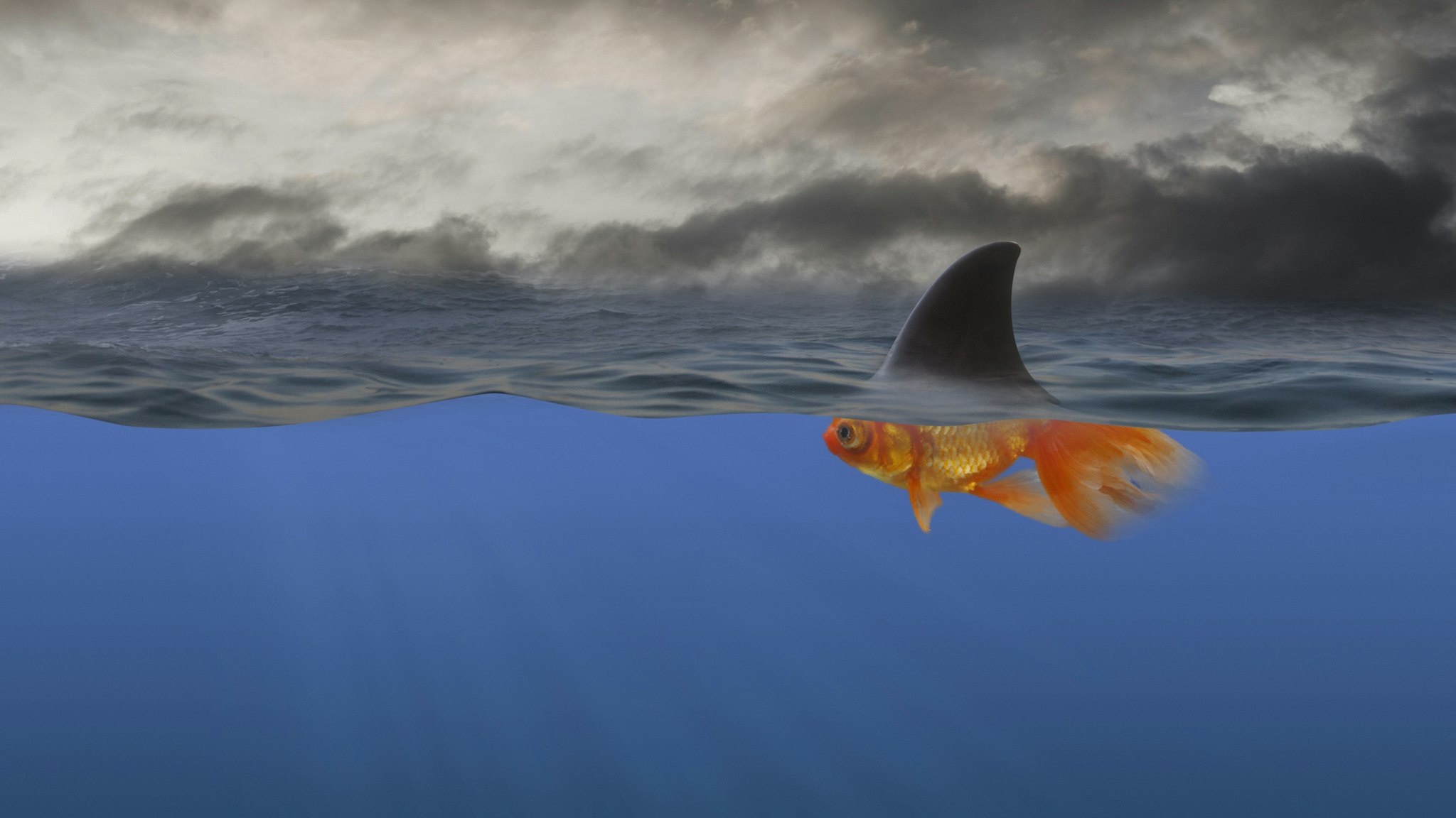 Goldfish with shark's fin swimming underwater - stock photo