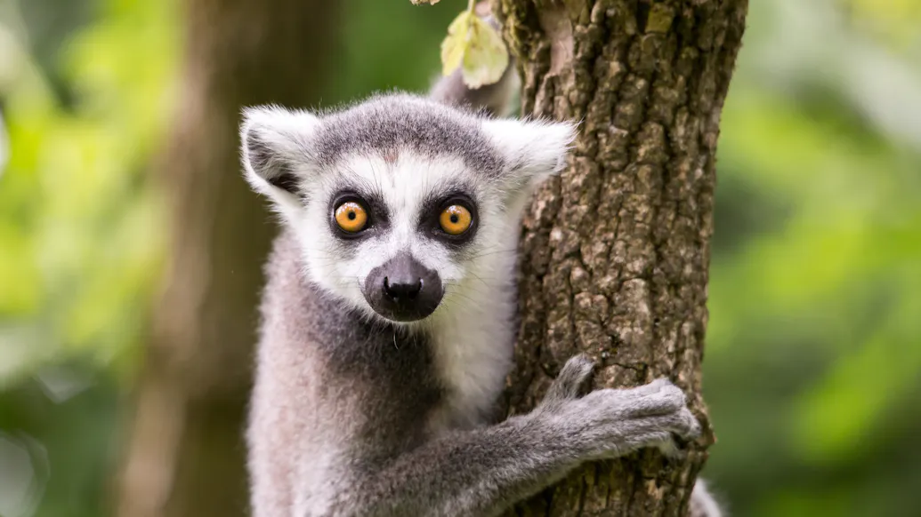 Missing Lemur Found At Church Daycare’s Playground Five Miles From Zoo