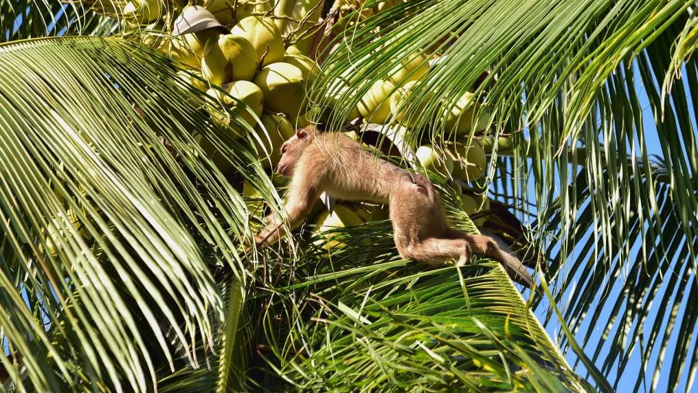 WATCH: Monkey Snatches Toddler, Drags Her Away By Her Hair
