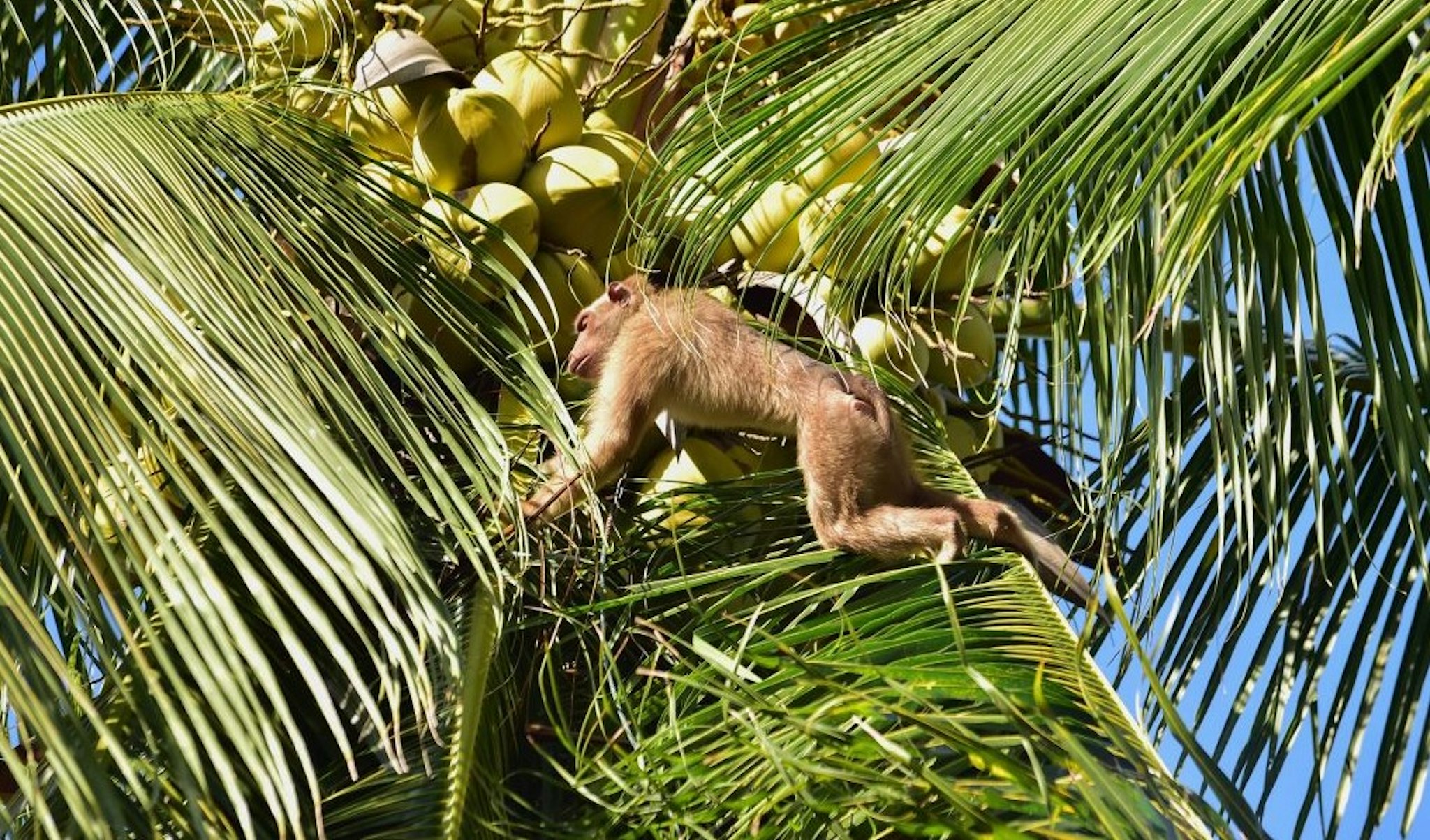 This photo taken on July 9, 2020 shows a macaque monkey climbing up a palm tree to knock down coconuts for a man to collect them in Berapea village near Narathiwat in southern Thailand. - Animal rights campaigner PETA released videos in early July of monkey "slaves" picking coconuts in Thailand, which has led several British retailers to ban the products. Thai coconut farmers have denied mistreating the macaques. (Photo by Madaree TOHLALA / AFP) (Photo by