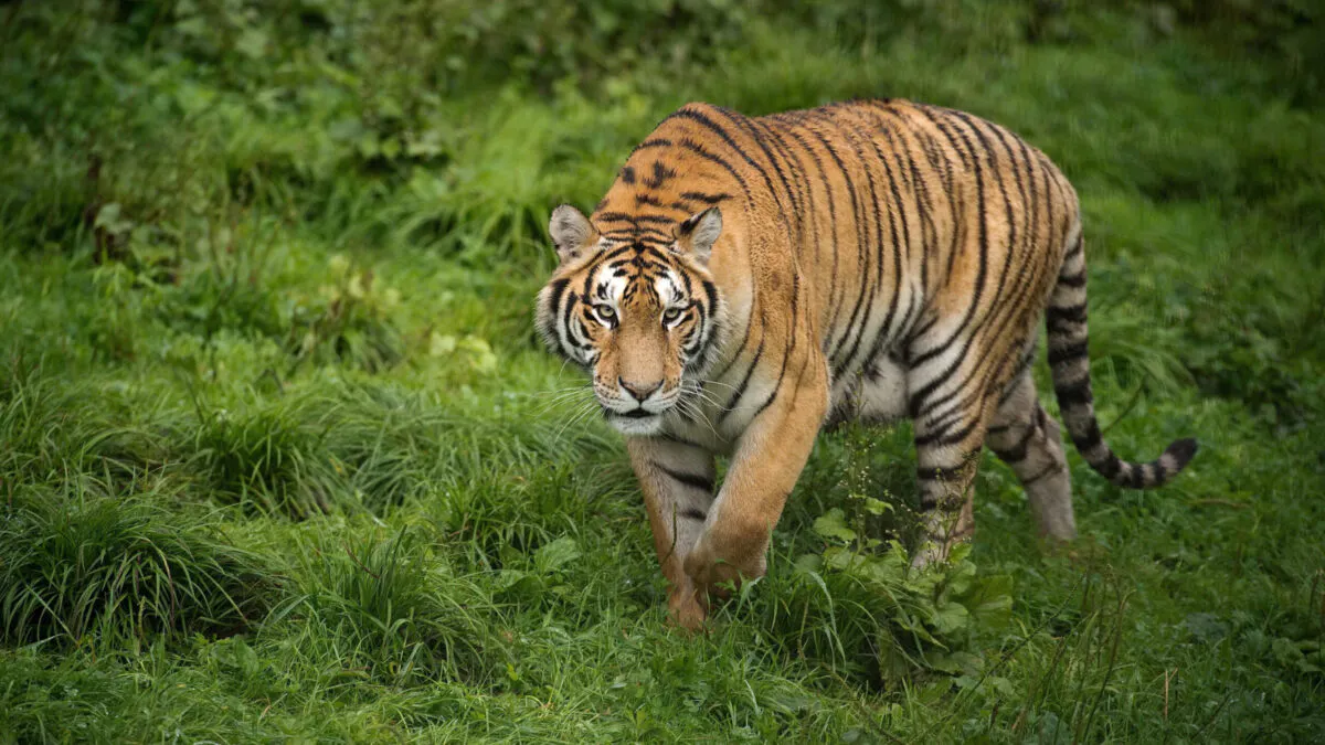 WILLIAMS: Discrimination And Prejudice