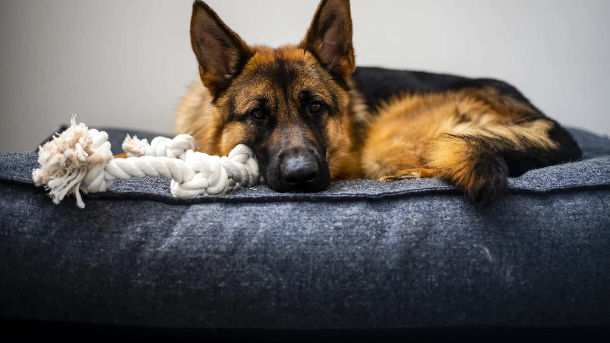 ‘Pet Psychic’ Says She Communicated Telepathically With Biden’s Dogs. The Daily Beast Runs With It.