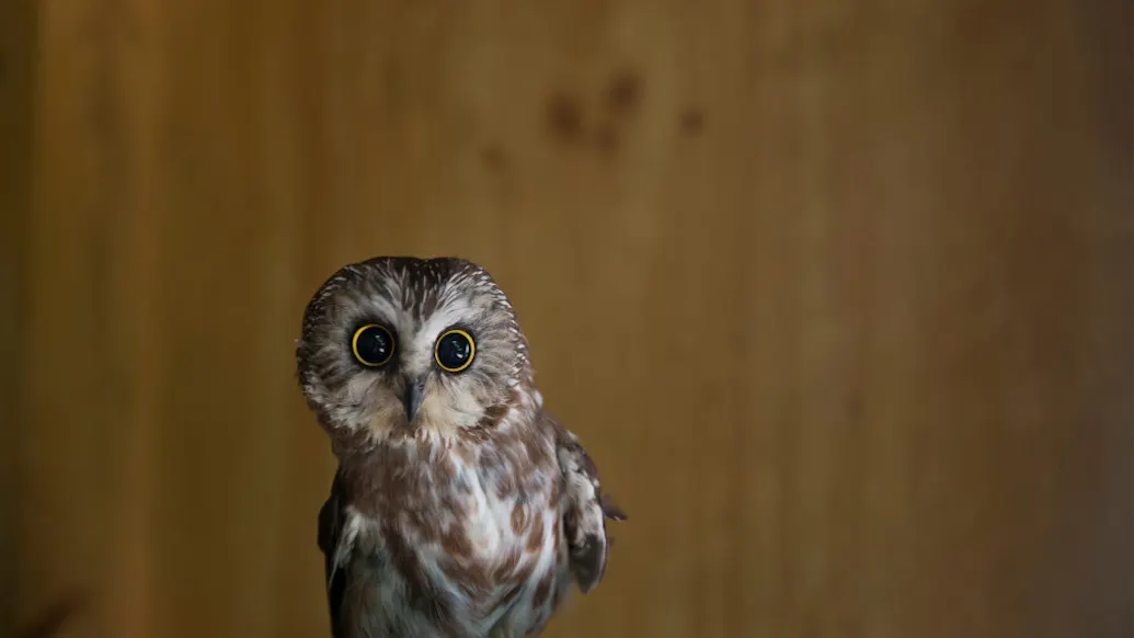 Tiny Owl Found In Rockefeller Center Christmas Tree