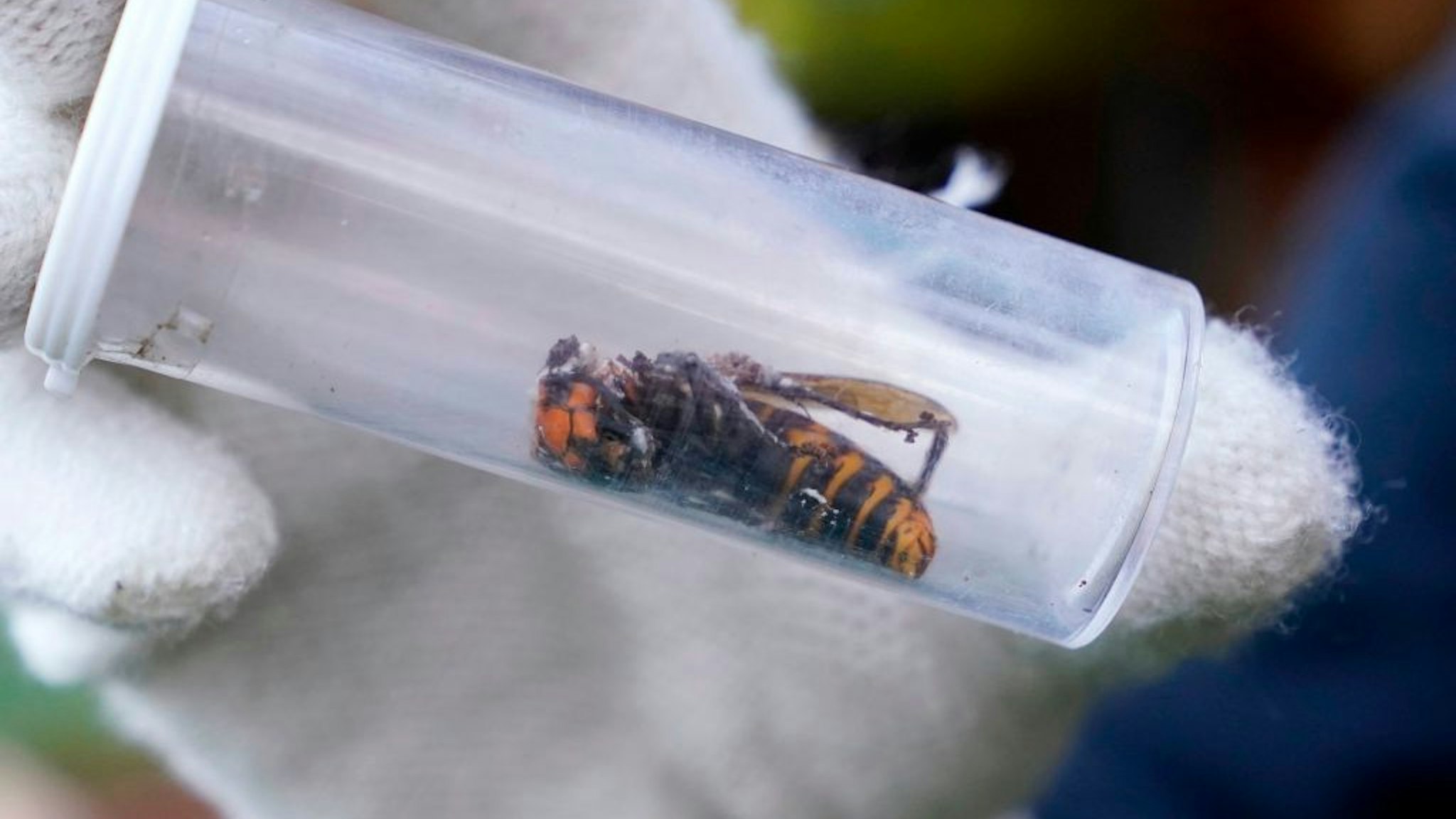 A Washington State Department of Agriculture worker displays an Asian giant hornet taken from a nest on October 24, 2020, in Blaine, Washington.