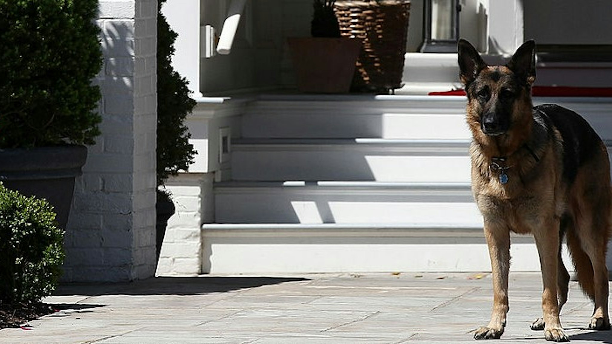 WASHINGTON, DC - MAY 10: Vice President Joe Biden's dog, Champ, stands during speechs during a Joining Forces service event at the Vice President's residence at the Naval Observatory May 10, 2012 in Washington, DC. U.S. first lady Michelle Obama and Biden joined with Congressional spouses to assemble Mother's Day packages that deployed troops have requested to be sent to their mothers and wives at home. (Photo by
