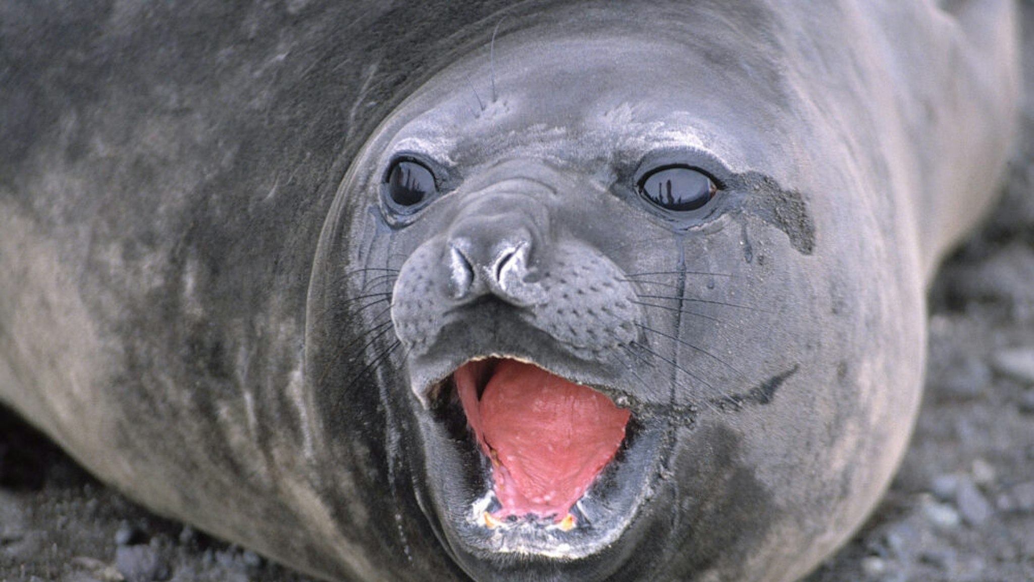 Antactica, southern elephant seal