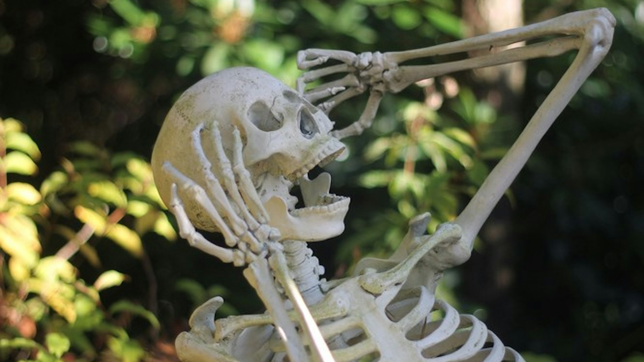 Human Skeleton On Field